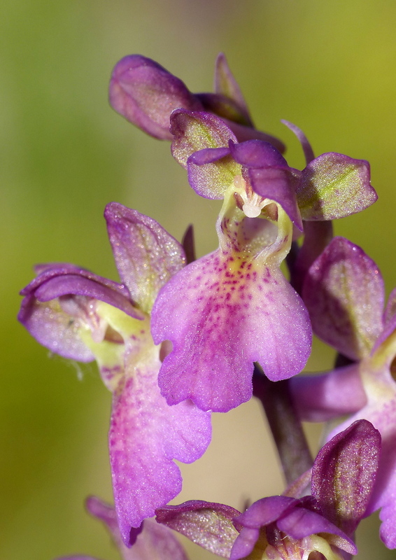 Il posto delle Orchis spitzelii (e non solo...)